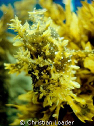 Sargassum Anglerfish - Maldives, December 2007. by Christian Loader 